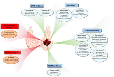 Drug repositioning in thyroid cancer treatment: the intriguing case of anti-diabetic drugs